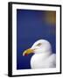 Herring Gull, Cornwall, UK-Ross Hoddinott-Framed Photographic Print