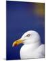 Herring Gull, Cornwall, UK-Ross Hoddinott-Mounted Photographic Print