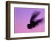 Herring Gull Flying, Norway-Niall Benvie-Framed Premium Photographic Print