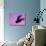Herring Gull Flying, Norway-Niall Benvie-Photographic Print displayed on a wall