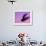 Herring Gull Flying, Norway-Niall Benvie-Framed Photographic Print displayed on a wall