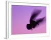 Herring Gull Flying, Norway-Niall Benvie-Framed Photographic Print