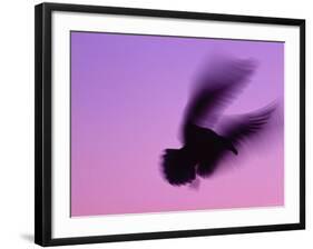 Herring Gull Flying, Norway-Niall Benvie-Framed Photographic Print