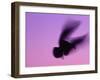 Herring Gull Flying, Norway-Niall Benvie-Framed Photographic Print