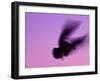 Herring Gull Flying, Norway-Niall Benvie-Framed Photographic Print