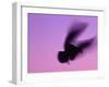 Herring Gull Flying, Norway-Niall Benvie-Framed Photographic Print