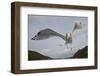 Herring Gull (Larus argentatus) close up of juvenile in flight, Flatanger, Norway, October-Markus Varesvuo-Framed Photographic Print