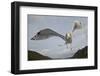 Herring Gull (Larus argentatus) close up of juvenile in flight, Flatanger, Norway, October-Markus Varesvuo-Framed Photographic Print