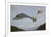 Herring Gull (Larus argentatus) close up of juvenile in flight, Flatanger, Norway, October-Markus Varesvuo-Framed Photographic Print