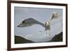 Herring Gull (Larus argentatus) close up of juvenile in flight, Flatanger, Norway, October-Markus Varesvuo-Framed Photographic Print