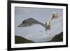 Herring Gull (Larus argentatus) close up of juvenile in flight, Flatanger, Norway, October-Markus Varesvuo-Framed Photographic Print