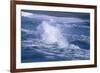 Herring Gull (Larus argentatus) juveniles in flight over stormy sea-Tony Hamblin-Framed Photographic Print