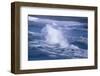 Herring Gull (Larus argentatus) juveniles in flight over stormy sea-Tony Hamblin-Framed Photographic Print