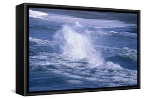 Herring Gull (Larus argentatus) juveniles in flight over stormy sea-Tony Hamblin-Framed Stretched Canvas