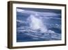 Herring Gull (Larus argentatus) juveniles in flight over stormy sea-Tony Hamblin-Framed Photographic Print