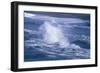 Herring Gull (Larus argentatus) juveniles in flight over stormy sea-Tony Hamblin-Framed Photographic Print