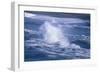 Herring Gull (Larus argentatus) juveniles in flight over stormy sea-Tony Hamblin-Framed Photographic Print