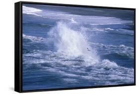 Herring Gull (Larus argentatus) juveniles in flight over stormy sea-Tony Hamblin-Framed Stretched Canvas