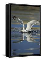 Herring Gull (Larus Argentatus) Landing on Water, Flatanger, Nord Tr?ndelag, Norway, August 2008-Widstrand-Framed Stretched Canvas