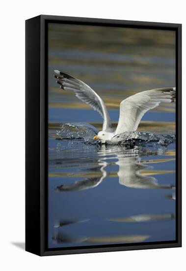 Herring Gull (Larus Argentatus) Landing on Water, Flatanger, Nord Tr?ndelag, Norway, August 2008-Widstrand-Framed Stretched Canvas