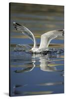 Herring Gull (Larus Argentatus) Landing on Water, Flatanger, Nord Tr?ndelag, Norway, August 2008-Widstrand-Stretched Canvas