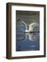 Herring Gull (Larus Argentatus) Landing on Water, Flatanger, Nord Tr?ndelag, Norway, August 2008-Widstrand-Framed Photographic Print