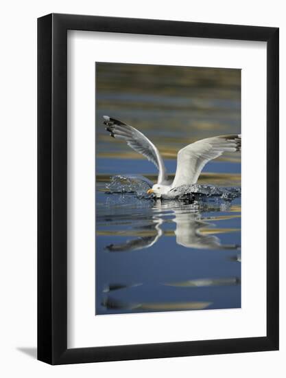 Herring Gull (Larus Argentatus) Landing on Water, Flatanger, Nord Tr?ndelag, Norway, August 2008-Widstrand-Framed Photographic Print