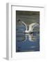 Herring Gull (Larus Argentatus) Landing on Water, Flatanger, Nord Tr?ndelag, Norway, August 2008-Widstrand-Framed Photographic Print