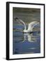 Herring Gull (Larus Argentatus) Landing on Water, Flatanger, Nord Tr?ndelag, Norway, August 2008-Widstrand-Framed Photographic Print