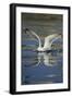 Herring Gull (Larus Argentatus) Landing on Water, Flatanger, Nord Tr?ndelag, Norway, August 2008-Widstrand-Framed Photographic Print