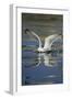 Herring Gull (Larus Argentatus) Landing on Water, Flatanger, Nord Tr?ndelag, Norway, August 2008-Widstrand-Framed Photographic Print