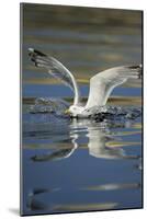 Herring Gull (Larus Argentatus) Landing on Water, Flatanger, Nord Tr?ndelag, Norway, August 2008-Widstrand-Mounted Photographic Print