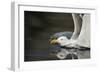 Herring Gull (Larus Argentatus) Landing on Water, Flatanger, Nord Tr?ndelag, Norway, August 2008-Widstrand-Framed Photographic Print