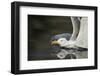 Herring Gull (Larus Argentatus) Landing on Water, Flatanger, Nord Tr?ndelag, Norway, August 2008-Widstrand-Framed Photographic Print