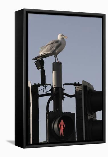 Herring Gull (Larus Argentatus) Perched on Traffic Light Support Post by a Pedestrian Crossing-Nick Upton-Framed Stretched Canvas