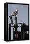Herring Gull (Larus Argentatus) Perched on Traffic Light Support Post by a Pedestrian Crossing-Nick Upton-Framed Stretched Canvas