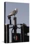 Herring Gull (Larus Argentatus) Perched on Traffic Light Support Post by a Pedestrian Crossing-Nick Upton-Stretched Canvas