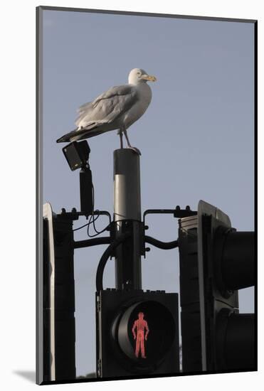 Herring Gull (Larus Argentatus) Perched on Traffic Light Support Post by a Pedestrian Crossing-Nick Upton-Mounted Photographic Print