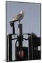 Herring Gull (Larus Argentatus) Perched on Traffic Light Support Post by a Pedestrian Crossing-Nick Upton-Mounted Photographic Print