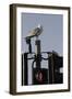 Herring Gull (Larus Argentatus) Perched on Traffic Light Support Post by a Pedestrian Crossing-Nick Upton-Framed Photographic Print