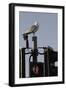 Herring Gull (Larus Argentatus) Perched on Traffic Light Support Post by a Pedestrian Crossing-Nick Upton-Framed Photographic Print