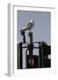 Herring Gull (Larus Argentatus) Perched on Traffic Light Support Post by a Pedestrian Crossing-Nick Upton-Framed Photographic Print