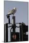 Herring Gull (Larus Argentatus) Perched on Traffic Light Support Post by a Pedestrian Crossing-Nick Upton-Mounted Photographic Print