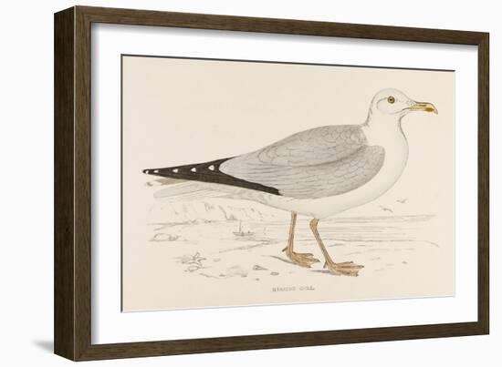 Herring Gull (Larus Argentatus)-null-Framed Art Print