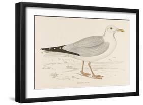 Herring Gull (Larus Argentatus)-null-Framed Art Print