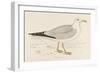 Herring Gull (Larus Argentatus)-null-Framed Art Print