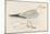 Herring Gull (Larus Argentatus)-null-Mounted Art Print