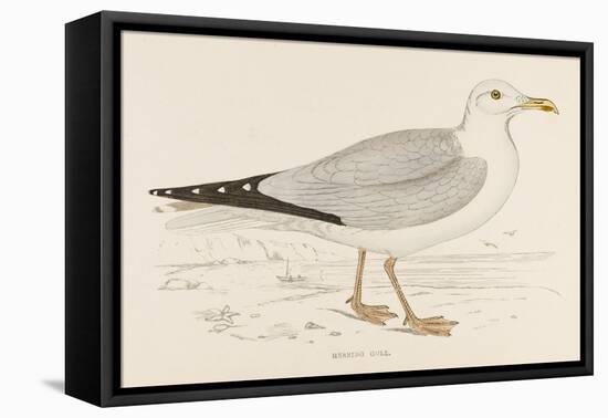 Herring Gull (Larus Argentatus)-null-Framed Stretched Canvas
