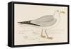 Herring Gull (Larus Argentatus)-null-Framed Stretched Canvas