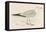 Herring Gull (Larus Argentatus)-null-Framed Stretched Canvas